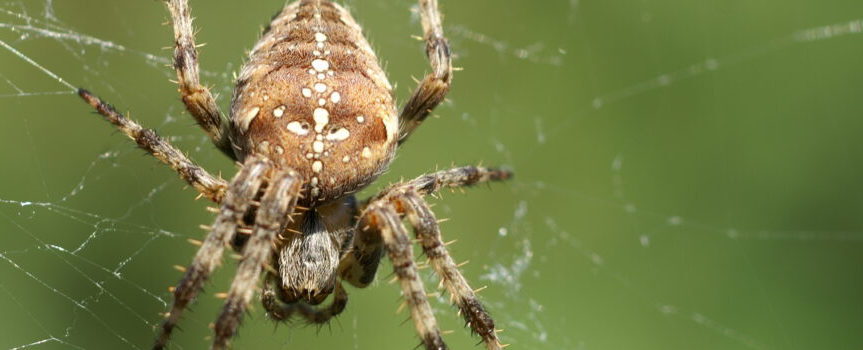 Een spin in het web…